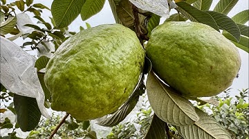 Kĩ thuật tỉa cành bón phân cho ổi thu 3-4 lứa cho ra quả quanh năm ,chi phí thấp lợi nhuận cao