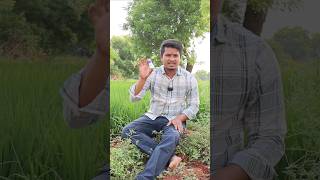 కొరాజిన్ పురుగు మందు | Coragen Insecticide For Crops #shorts