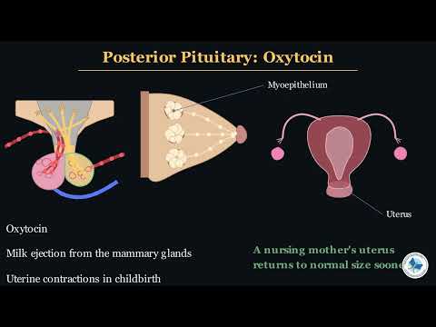 Class 12 Biology Chapter 16 | Pituitary Gland And Its Hormones