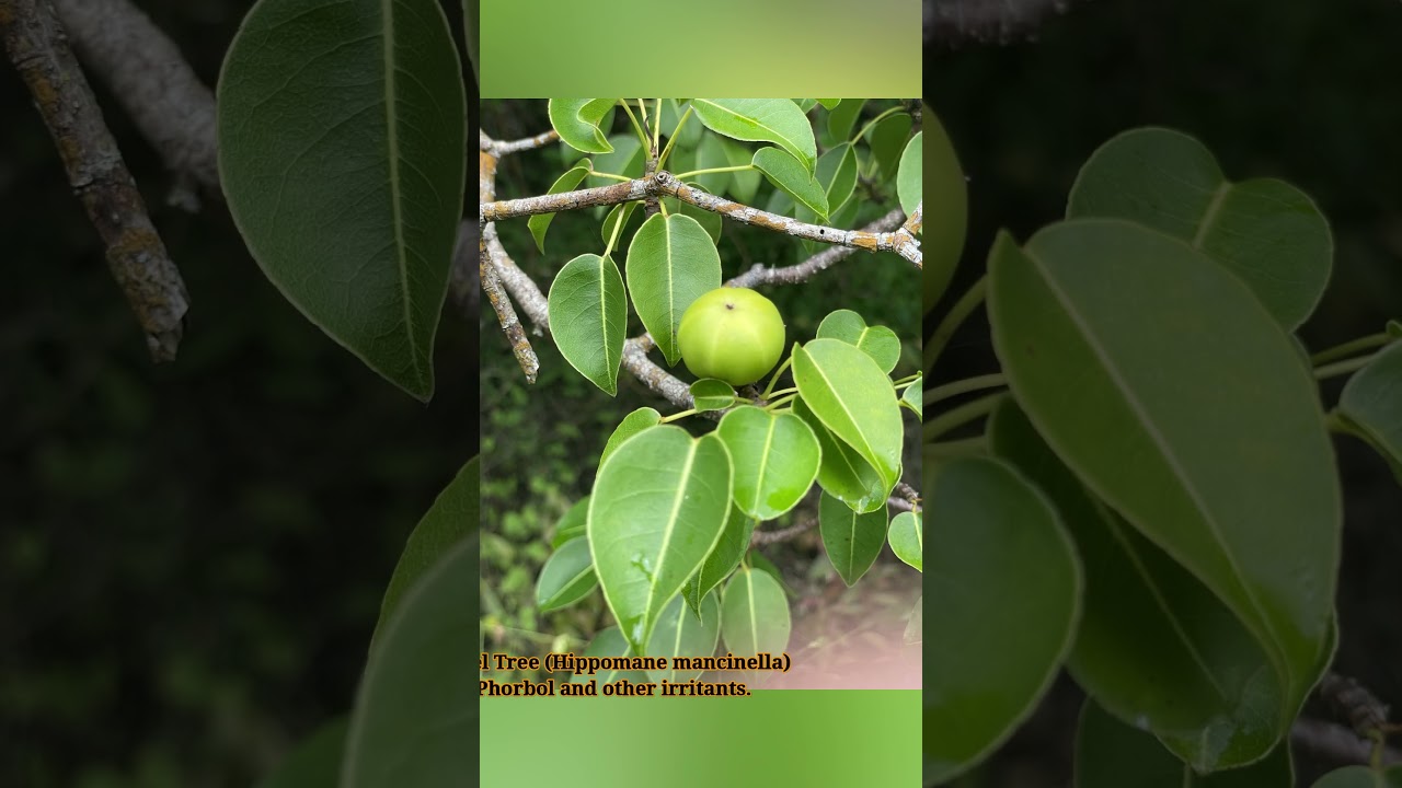 Top 10 most toxic plants in the world 😱😵☠️