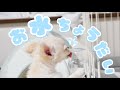 初めてウォーターノズル使って、困っちゃったワンちゃん｜ChibiTV