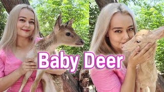 Pet Deer Daily Routine