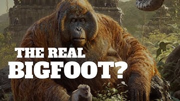 Could The Gigantopithecus Still Be Alive?
