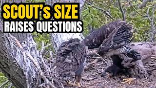 EAGLET SCOUT 🤔 CONCERNS & CONFUSION 😳 2lbs at 6 Weeks Old? Can't Be Correct? Falconshire Raptors, MI