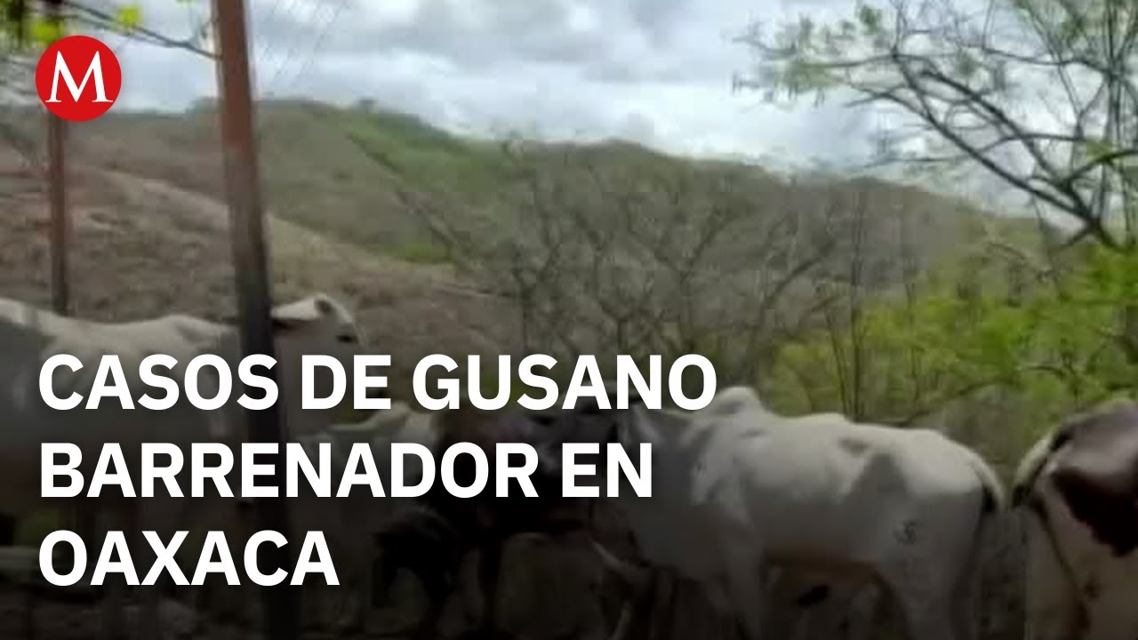912 contagios y 213 casos por gusano barrenador en más de 80 municipios de Oaxaca