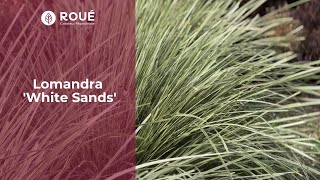 Lomandra 'White Sands' - Élégance en Blanc