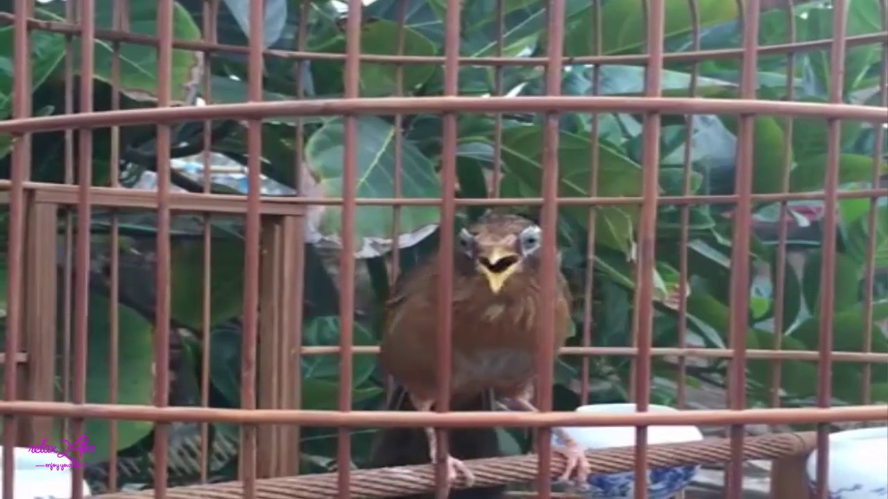 Họa mi ngũ trường giọng rừng nhiều giọng luyến láy cực... - youtube