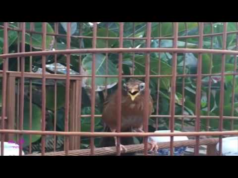 Video Họa mi ngũ trường giọng rừng nhiều giọng luyến láy cực... - youtube