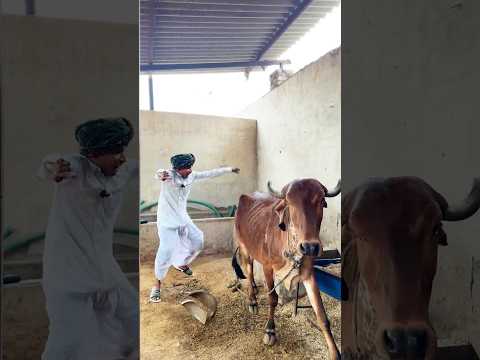 गाय को कई ब्याव मंद रियो 🤣 फदक का रियो अणूतों 😂रॉयल और नारायण की कॉमेडी 😁 #comedy #funny #marwadi