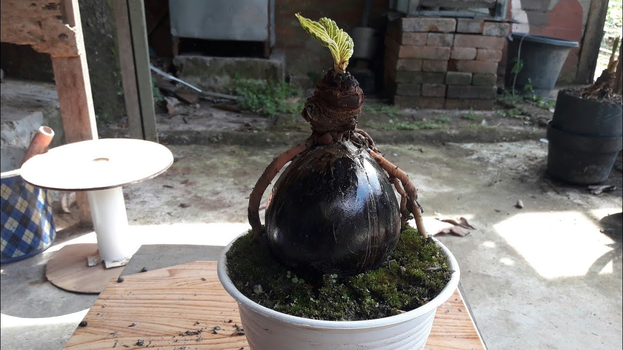  Bonsai  kelapa  part 2 YouTube