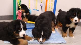 Blue Diamond Blues Gracie Bernese Mountain Dog Litter
