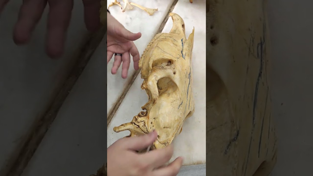 Skull of horse part 1
