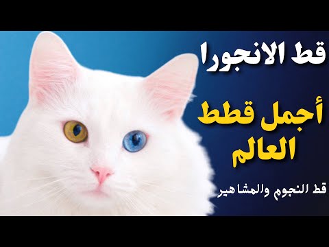 فيديو: أنجورا أرنب الألمانية