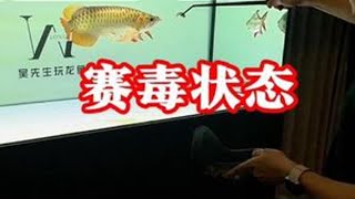 赛毒已经到家快三个月了，给大家看看它的吃食状态#养鱼日记 #红龙 #毒椒