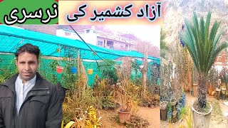 Nursery plants In Khuiratta | Visit Plants nursery | Nursery Visit | Beautiful flowers in Nursery