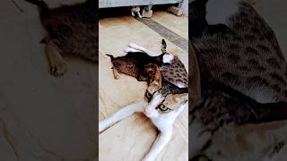 cat pawsn short shortsfeed kitten pets cute cutecat