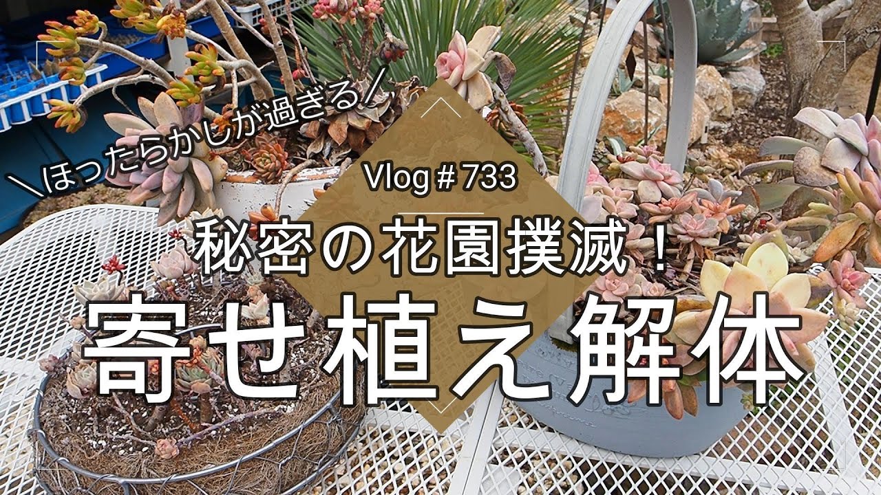 【Vlog733】【多肉植物】冬に負けたボロボロの寄せ植え解体！ほったらかしの秘密の花園撲滅プロジェクト【カット苗作り】