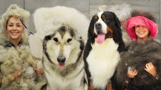 Top 10 most epic FURNADOES! | 10 best dog grooms