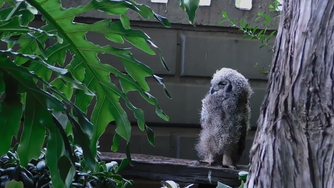 Fledgling Calmly Observing, Preening & Resting on the Perch