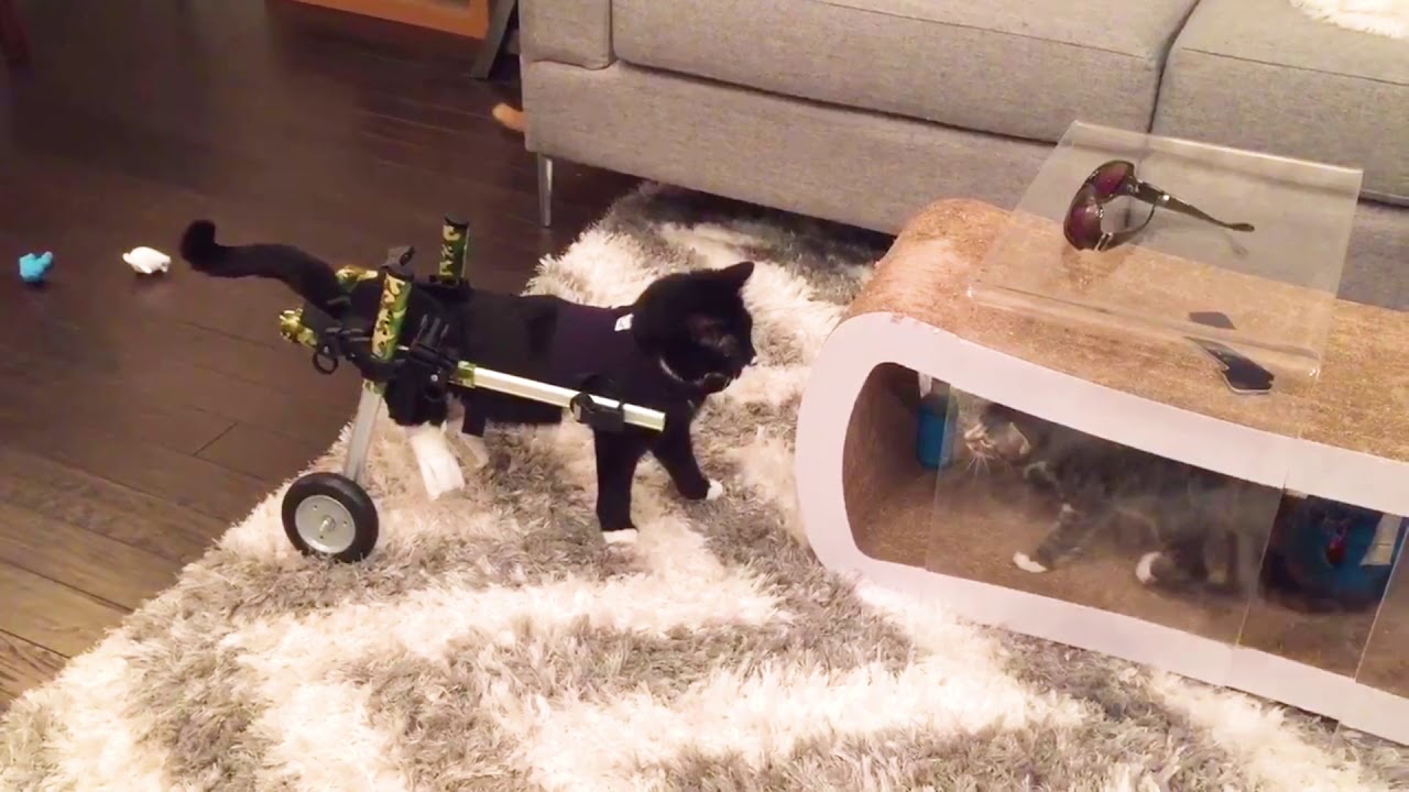 wheelchair sign World Cat Day 2018!