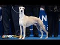National Dog Show 2018: Best in Show (Full Judging) | NBC Sports