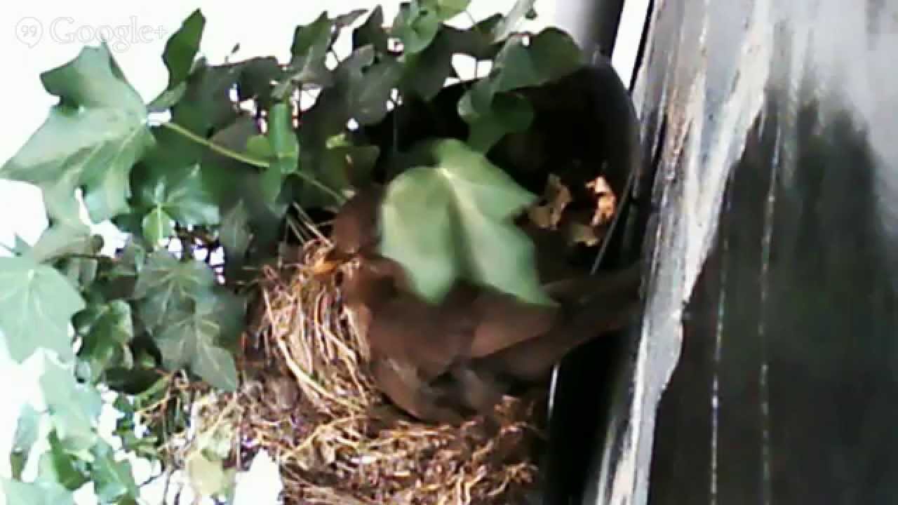 Merels groeien flink