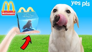 Labrador Tries Little Mermaid MCDONALDS Happy Meal!!