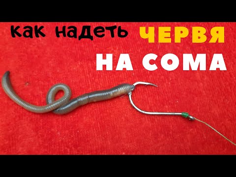 Как надевать червя-выползка для ловли сома и крупной рыбы