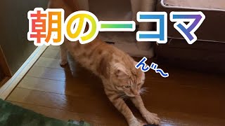 【ねこ】自由気ままなねこ