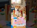 GWはごろごろしたワン🎏🍺🐶Lazy Long Weekend, Woof! #柴犬はるの子育て日記 #柴犬 #癒し動画 #shibainu #ai #ai生成動画