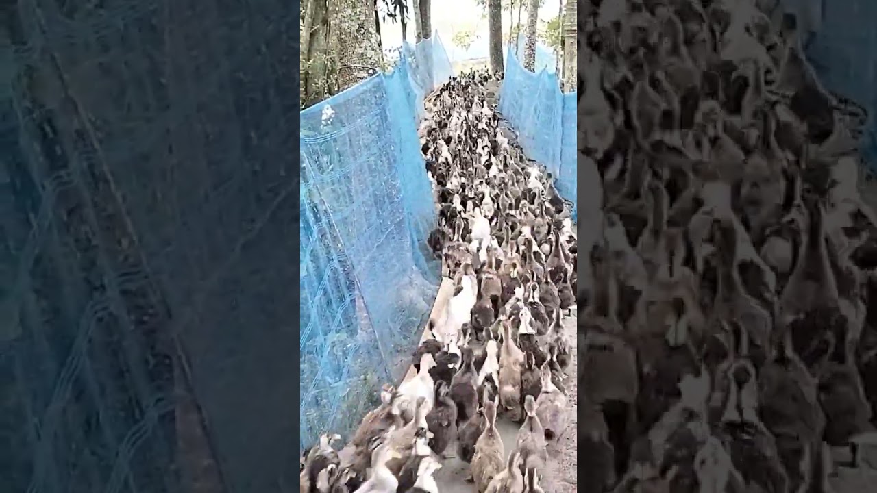 Assam incubator Abhayapuri farm Hahor puyali Local