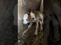 Will This Two-Headed Calf Survive? #goodtoknow #vet #medicine #funfacts #educational #lifehacks