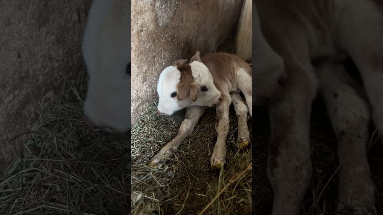 Will This Two-Headed Calf Survive? #goodtoknow #vet #medicine #funfacts #educational #lifehacks
