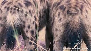 Sırtlan Canlı Yiyor