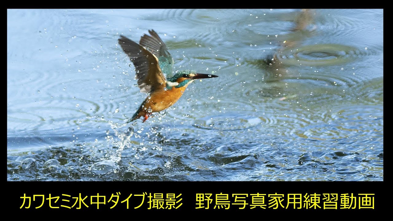 カワセミ撮影 野鳥写真家のための水中ダイブ撮影練習用動画 第2弾 Youtube