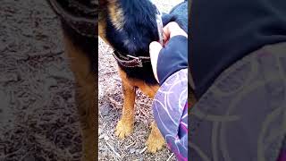 Прогулка На Велосипеде С Ягдтерьером