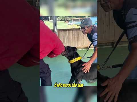 Cadela fenomenal! Sintra de Santa Morte 💣💣☠️☠️