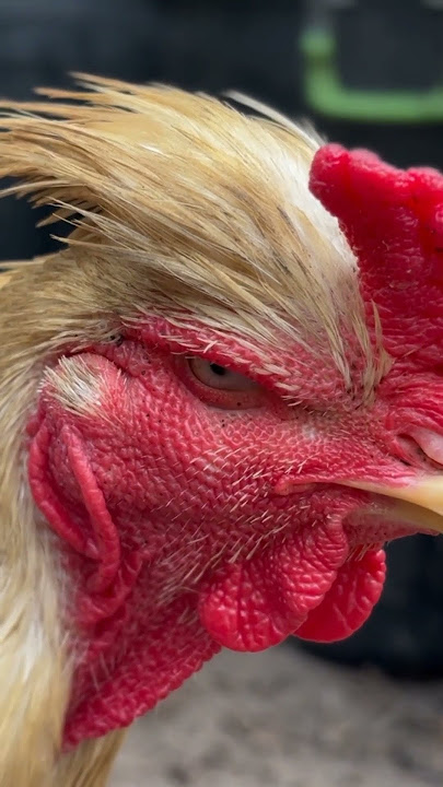 1 milyar pun saya beli yang punya ayam jambul super ganteng seperti ini