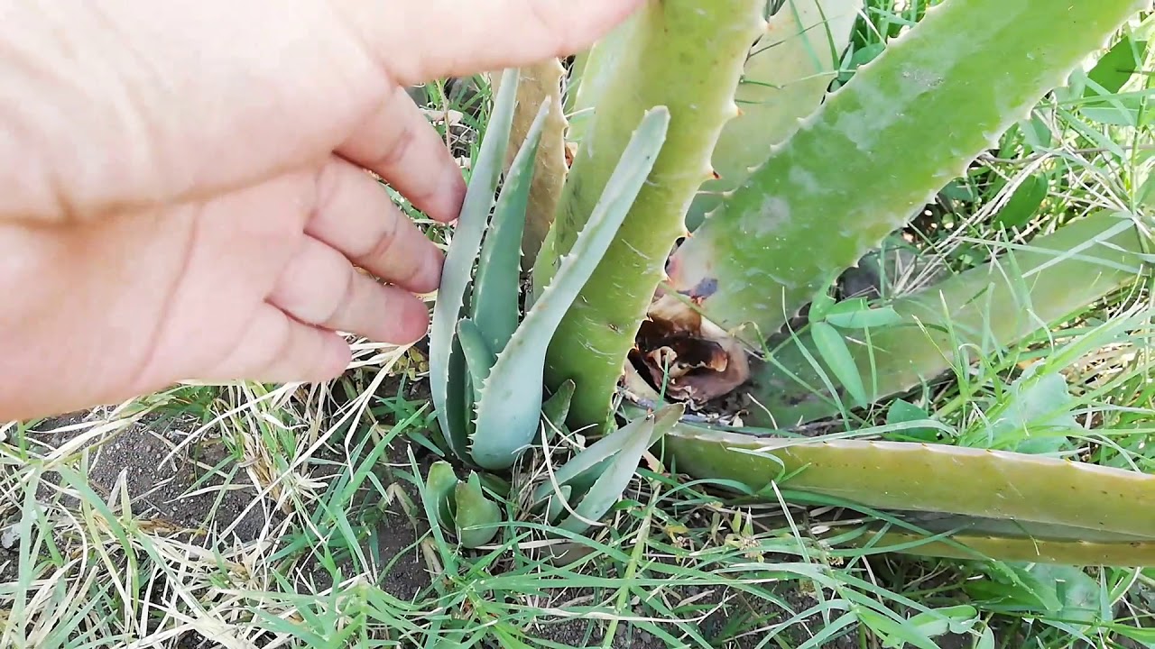 How Do Aloe Vera Plants Reproduce How to reproduce Aloe Vera - YouTube