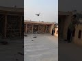 🔥🔥#pigeon #lover #shorts #viralreels #viralvideo #trending #ytshorts #happiness
