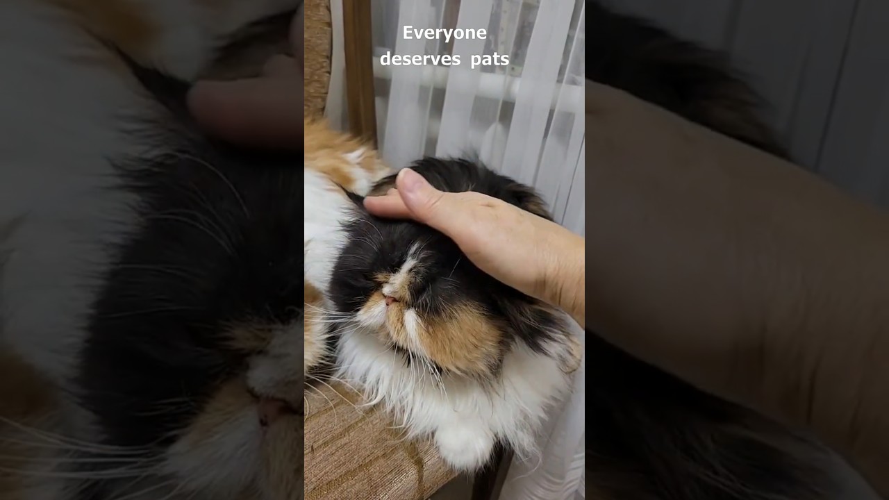 Everyone deserves pats