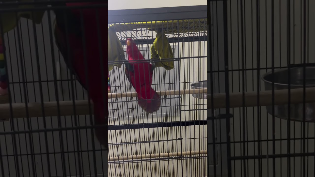 Redbirb singing ❤️