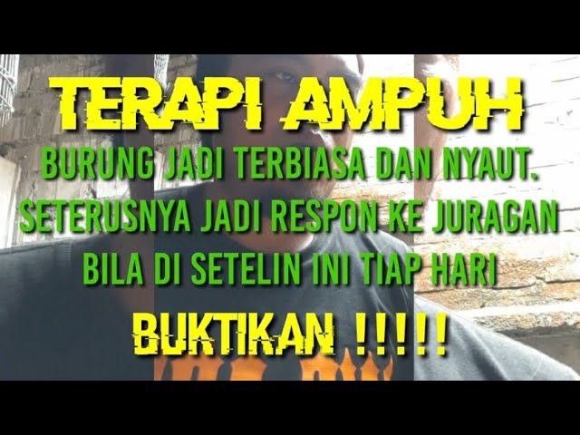 #SiulanBuatBurung Terapi Siulan Ampuh Buat Burung Perkutut Jadi Respon ||Setel Tiap Hari & BUKTIKAN class=