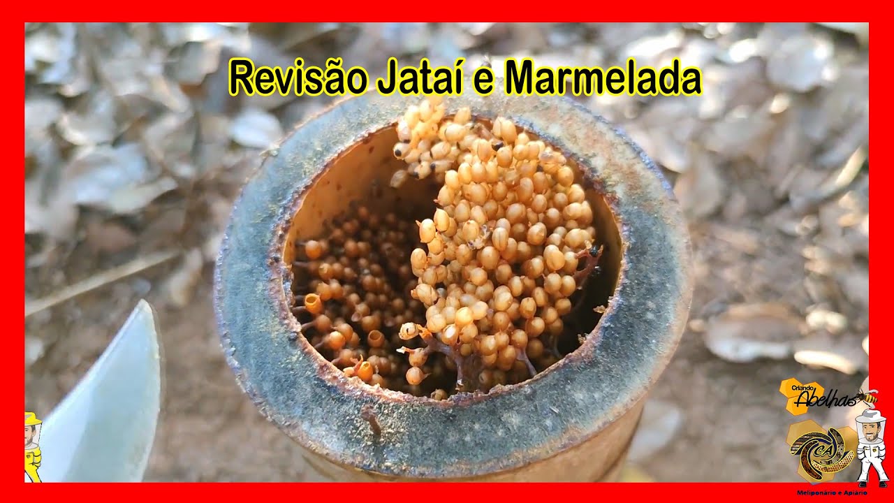 JATAÍ E MARMELADA NA COLMEIA EM BAMBU | CRIANDO ABELHAS!