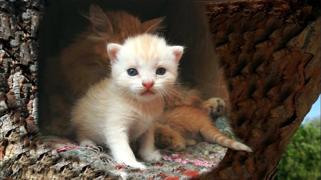 #1 Solnyshko with kittens June 13, 2016 Солнышко с котятами Lula Лула