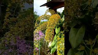 അടിപൊളി വെറൈറ്റി ഓർക്കിഡ് വന്നിട്ടുണ്ട് #trending#shorts #viral#shorts