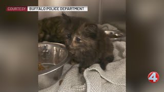 Woman charged after keeping 22 animals in 'deplorable' living conditions