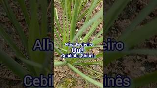 Multiplicando Alho de Cheiro.#cebolinhochines #alhodecheiro #cebolinha #hortaterapia #plantas