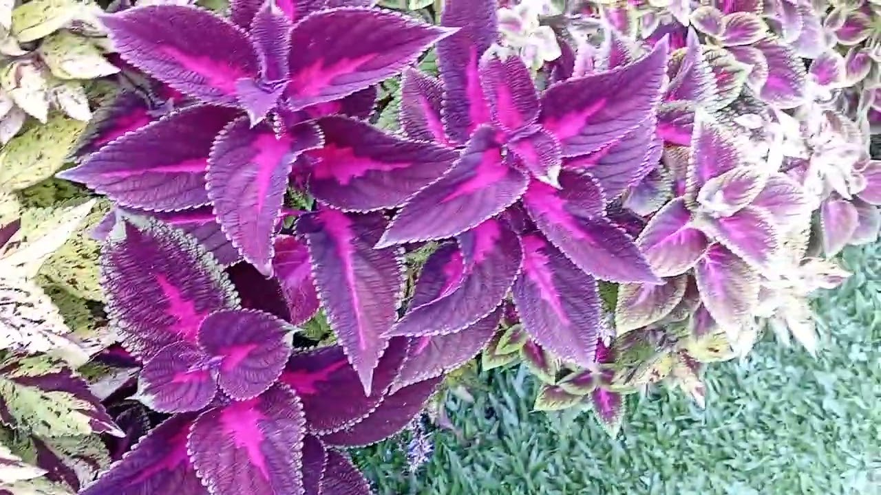 Os coleus estão lindos