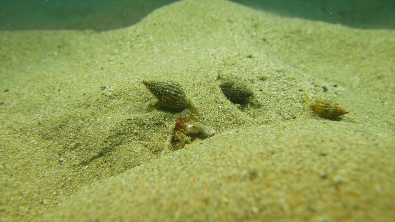 Plongée / Diving: Nasses-Réticulées-Vs-Bernard-L'Hermite-2018-07-20